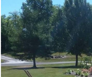 Well kept yard with mature trees
