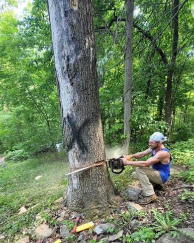 Careful tree cutting by TNM