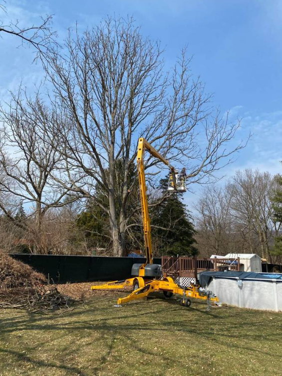 TNM Trees & Landscaping crew removing a large tree with a boom lift