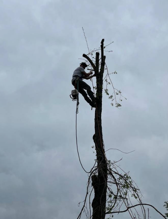 Arborist climbing to top of tall trunk