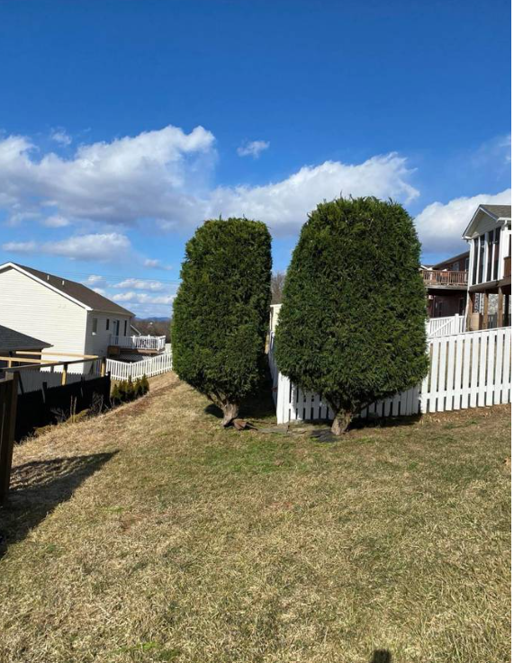Neatly trimmed evergreen bushes