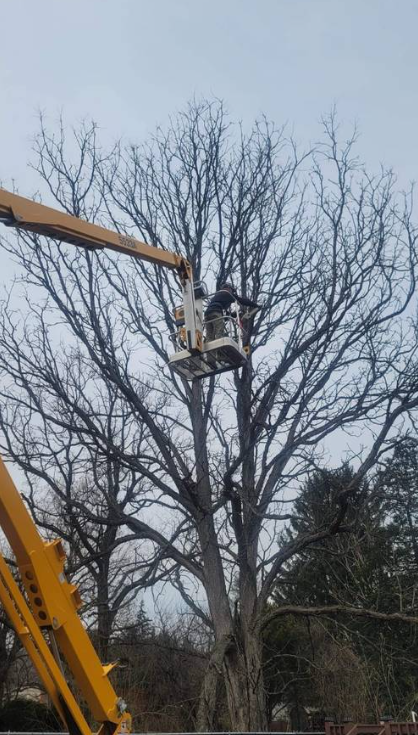 Climber removing tall tree using bucket lift